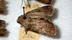 Standfussiana lucernea