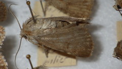 Standfussiana lucernea