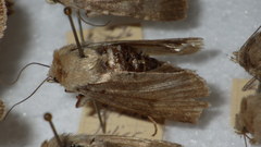 Standfussiana lucernea