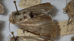 Standfussiana lucernea