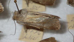 Standfussiana lucernea