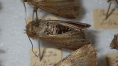 Standfussiana lucernea