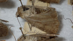 Standfussiana lucernea