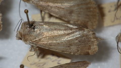 Standfussiana lucernea