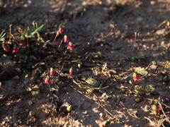 Hermannia erodioides
