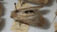 Standfussiana lucernea