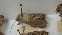 Standfussiana lucernea