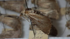 Standfussiana lucernea