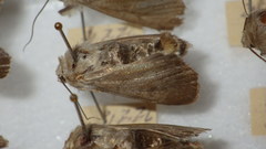 Standfussiana lucernea