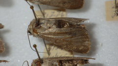 Standfussiana lucernea