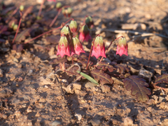 Hermannia erodioides