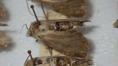 Standfussiana lucernea