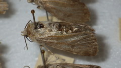 Standfussiana lucernea