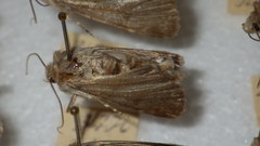 Standfussiana lucernea