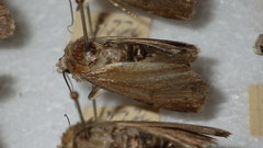 Standfussiana lucernea