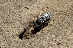 Bembix pallidipicta