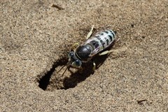 Bembix pallidipicta