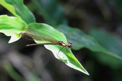 Heliocypha fenestrata