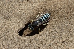 Bembix pallidipicta