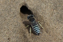 Bembix pallidipicta