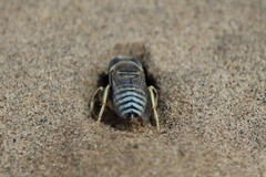 Bembix pallidipicta