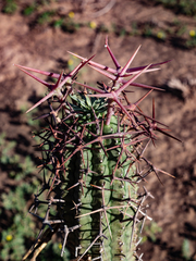 Euphorbia stellispina