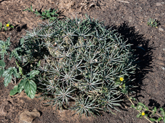 Euphorbia braunsii
