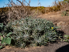 Euphorbia braunsii