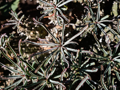 Euphorbia braunsii