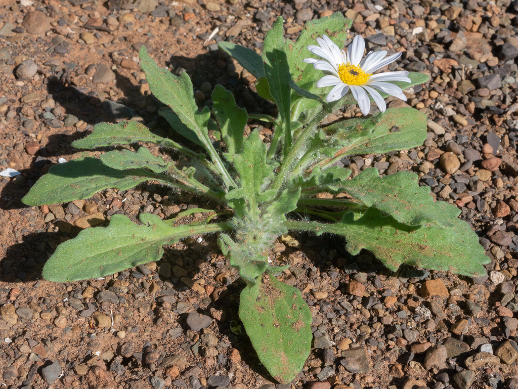 Karoo African Daisy