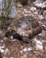 Testudo graeca