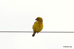 Anomalospiza imberbis