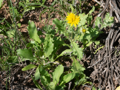 Cuspidia cernua annua