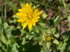 Cuspidia cernua annua