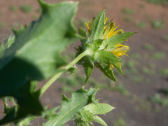 Cuspidia cernua annua