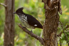 Clamator levaillantii