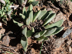 Pleiospilos compactus