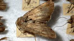 Standfussiana lucernea