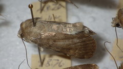 Standfussiana lucernea