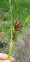 Cyperus fastigiatus