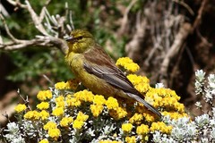 Crithagra symonsi