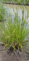 Cyperus fastigiatus