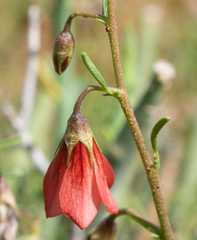 Hermannia linearifolia
