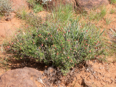 Hermannia linearifolia