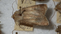 Standfussiana lucernea