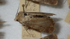 Standfussiana lucernea