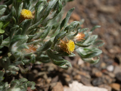 Helichrysum pumilio