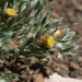 Helichrysum pumilio - Photo (c) James Deacon, some rights reserved (CC BY-NC), uploaded by James Deacon