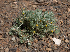 Helichrysum pumilio
