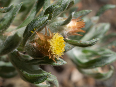 Helichrysum pumilio